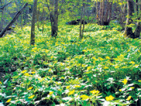 [국내여행] 금대봉·대덕산 야생화길