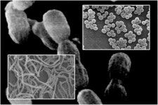변기보다 90배 많은 ‘섬유 속 세균’ 여름철 건강 위협