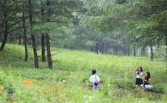 [꽃 축제] 꽃에 반하고 향기에 취한다