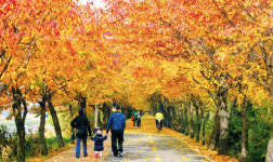 아름다운 서울 단풍길 80곳