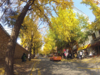 [서울 핫플레이스] 가을, 뜨겁다 정동길