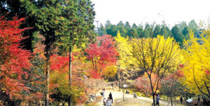 [주말여행] 축령산, 은은한 향 가득한 편백나무 숲길
