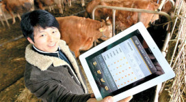 암소 100마리 수정 최적기  태블릿 PC로 실시간 관리