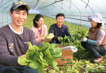 항산화 `폴리페놀 배추`로 年매출 4억 일궈