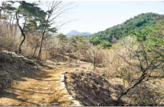 [주말여행] 산수유 가득한 둘레길