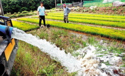 [포토] 갈라진 논에 물대기