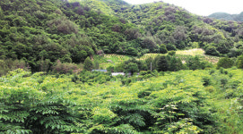 [주말여행] 시원한 계곡 따라 야생화 트레킹