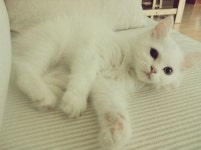 린, 도도한 애완고양이 공개 “애칭은 두유”