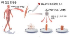 노벨의학상 수상 존 거던·야마나카 신야의 공적