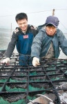 고창 김 양식 `키토산김` 개발…고부가 제품으로 기상이변 돌파
