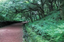 [Forest Therapy]휴양림 치유프로그램의 발견 숲에 안겨봐