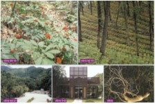 수익형 산양산삼농장 분양, 5년에 2배 수익 기대