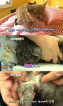 ‘동물농장’ 꼬리 절단 된 고양이, “온순해지라고 잘랐어”