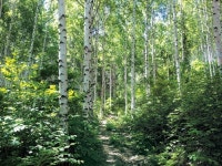 [주말여행] 상쾌한 자작나무 트레킹