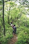 [주말여행] 백두대간 트레킹, 굽이굽이 구룡령 옛길을 걷는다