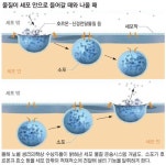올해 노벨의학상 美로스먼·셰크먼, 獨쥐트호프