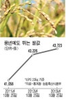 쌀 풍년인데 가격은 뛰네