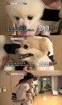 사유리 강아지 공개, 인형같은 외모의 ‘포메라이언’