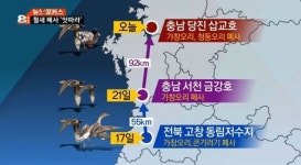 삽교호·금강하구 가창오리도 AI 감염 추정…방역 비상