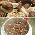 [MBN]삶의 맛 `휴먼다큐 사노라면`…초보 무당과 달팽이 부부 이야기
