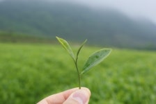 [차(茶) 이야기] 햇차가 기다려지는 5월의 힐링 타임