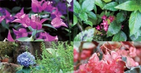 [Travel]시간이 부르는 여행…싱그러운 여름 산책 ‘포천 허브아일랜드’