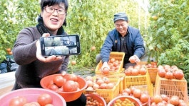 [포토] 한겨울에도 스마트팜으로 창조 농업