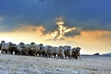 [‘헤드 헌터’ 유순신의 Upgrade Your Career] (5) 2015년 꼭 기억해야 할 인사 트렌드 SHEEP