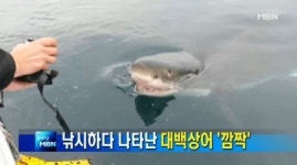 호주 동부 백상어 공포, 해변 일주일째 폐쇄…2~3마리 잇따라 출몰