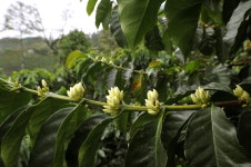 인류 DNA에 새겨놓은 위대한 유산 ‘커피의 꽃향’