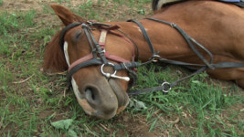 [오늘의 MBN] 죽은 척하는 말 `진강이`