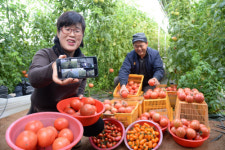 양돈·장어양식·토마토재배…스마트팜으로 생산량 `쑥쑥`