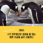 [카드뉴스] 사람보다 나은 동물들의 사랑표현