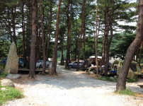 솔향 가득한 소나무 숲에서 캠핑을 즐기다.