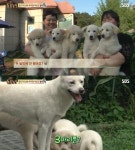 풍산개 성격, 한 번 주인은 영원한 주인…적수를 만나면?