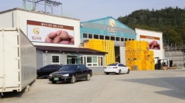 황금유통영농조합법인, 체계화된 선별작업으로 고품질의 ‘햇 영암 황토고구마’ 선보이며 주목
