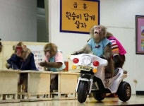 [포토] 원숭이학교 공연 보러오세요