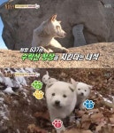 `동물농장` 수락산 곰순이, 해발640미터에서 내려가지 않는 이유