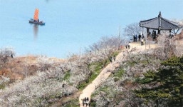 [Tour holic] 나 찾다가 거기 없거든…매화꽃 보러 간 줄 알그라