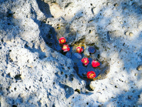 [추천여행] 극강의 봄꽃 판타지, 5色 제주