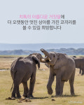 [카드뉴스] 분홍색 상아 코끼리가 존재한다고?
