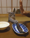혼나도 생선구이가 먹고 싶은 고양이