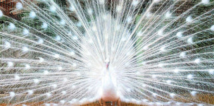 [포토에세이] 아르고스의 눈