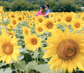 [포토] 노랗게 물든 해바라기마을