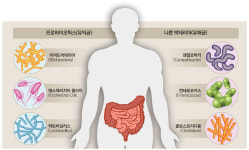 [Health &] 몸속 미생물 전쟁…유익균이 건강을 지배한다