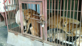 동물권리장전 만들었지만…경동시장 공공연히 개 도축