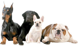 [Consumer Journal] 나의 사랑 나의 펫 아낌없이 쏜다