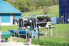 순도 100% 리얼 낙농 라이프…이것이 바로 아재토피아 `아재목장`