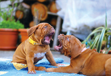 [펫 라이프 레슨] 개싸움이 사람 싸움 되지 않으려면