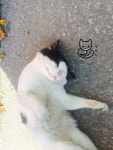 ‘같이 사는 방법’ 강원대 길고양이 프로젝트 ‘강냥이’